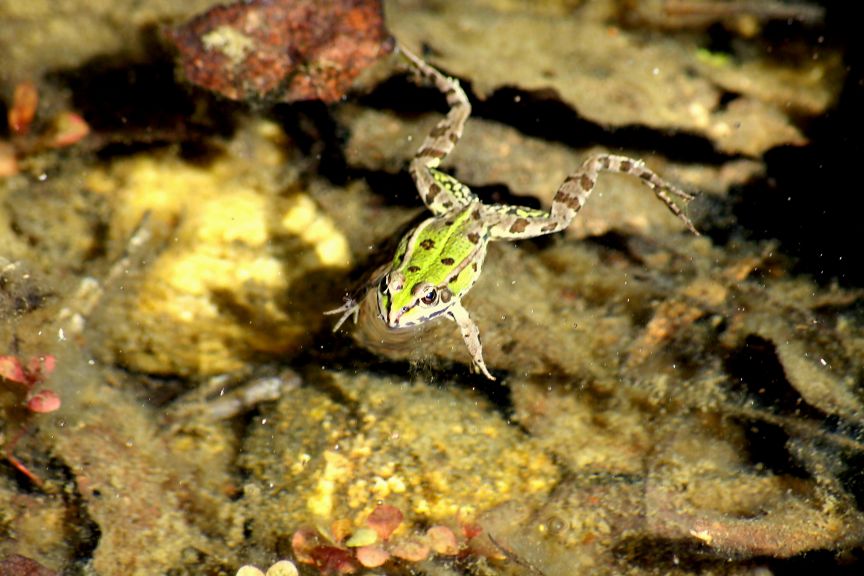 che rana ? Pelophylax sp. (Lombardia)